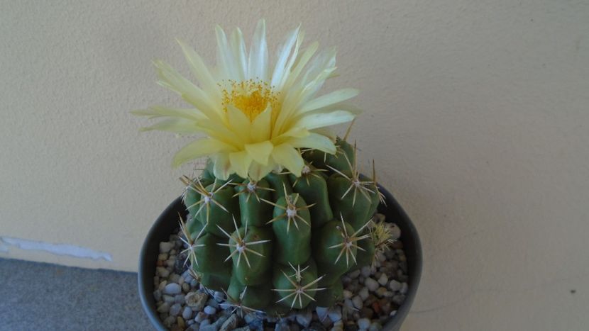 Thelocactus leucacanthus - Cactusi 2020 evolutie vara