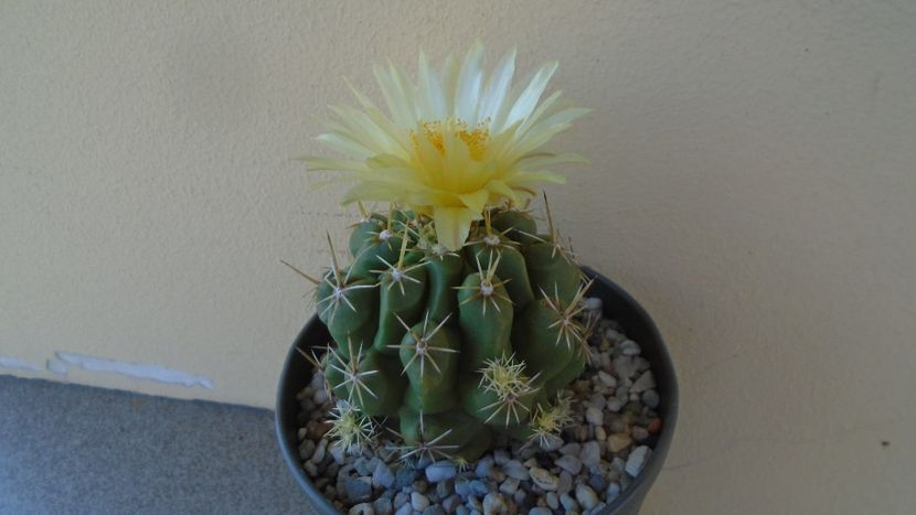 Thelocactus leucacanthus - Cactusi 2020 evolutie vara