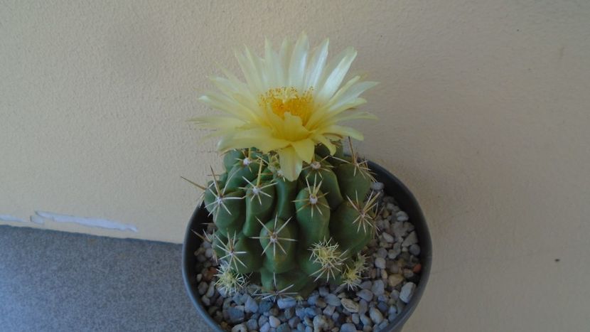 Thelocactus leucacanthus - Cactusi 2020 evolutie vara