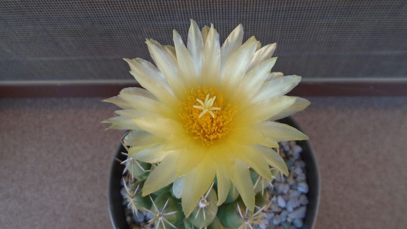 Thelocactus leucacanthus - Cactusi 2020 evolutie vara