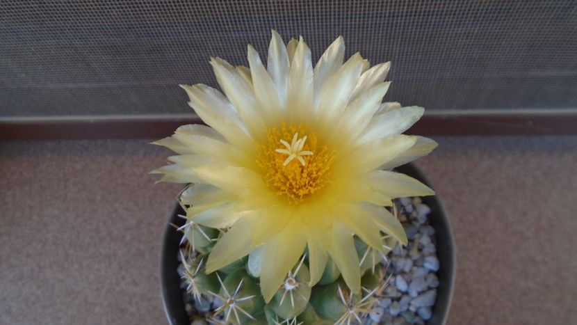 Thelocactus leucacanthus - Cactusi 2020 evolutie vara