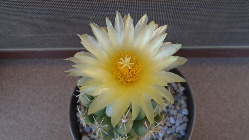 Thelocactus leucacanthus - Cactusi 2020 evolutie vara