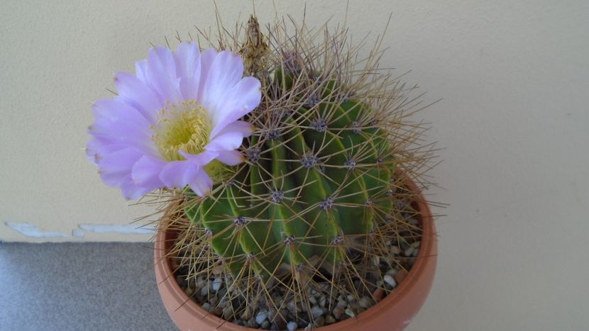Acanthocalycium spiniflorum - Cactusi 2020 evolutie vara