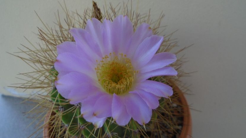 Acanthocalycium spiniflorum - Cactusi 2020 evolutie vara