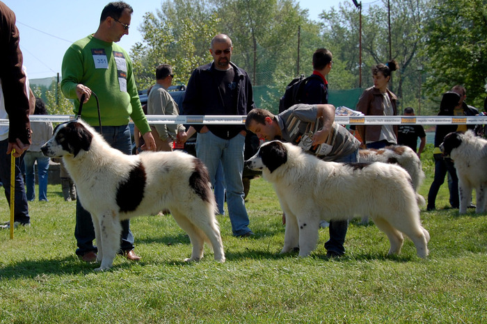  - 6-CACIB SATU MARE -25-04-2009