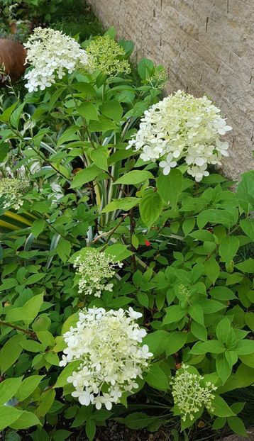 Hydrangea paniculata - Iulie 2020