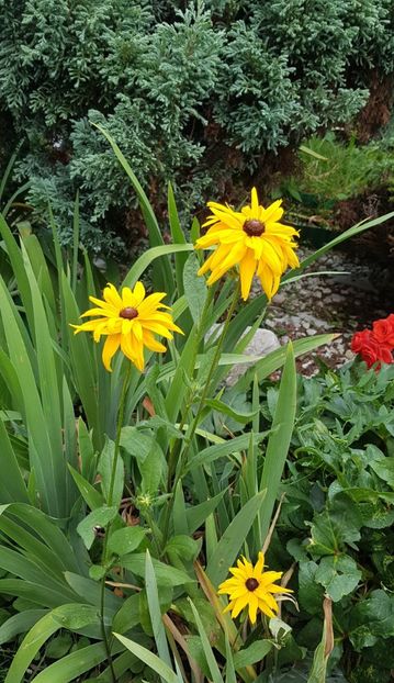 Rudbeckia - Iulie 2020