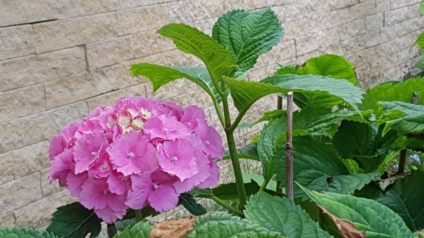 Hortensia macrophylla - Iulie 2020