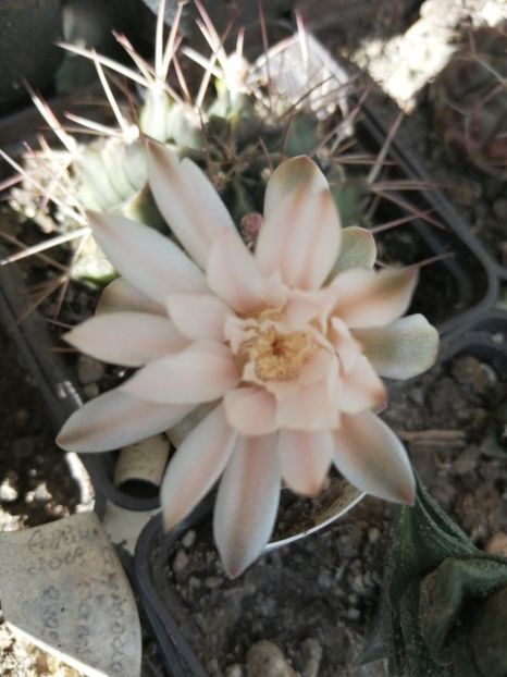  - Agave - cactuși - suculente