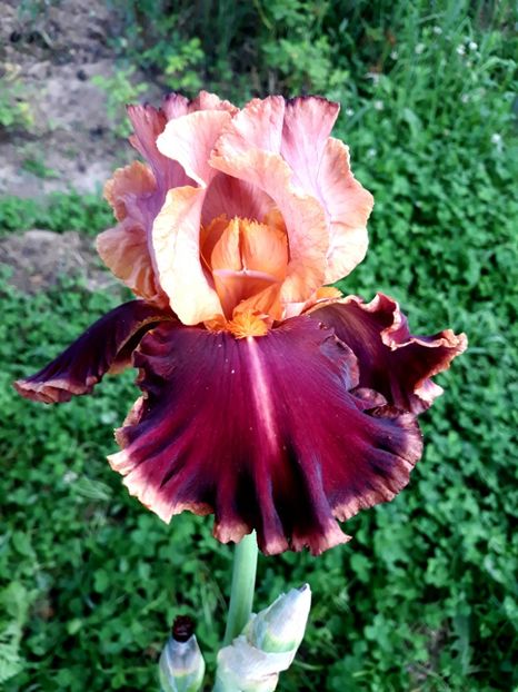 IMPRESIONIST - 0-IRISI 2020 II