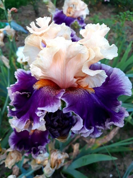 ROARING TWENTIES - 0-IRISI 2020 II