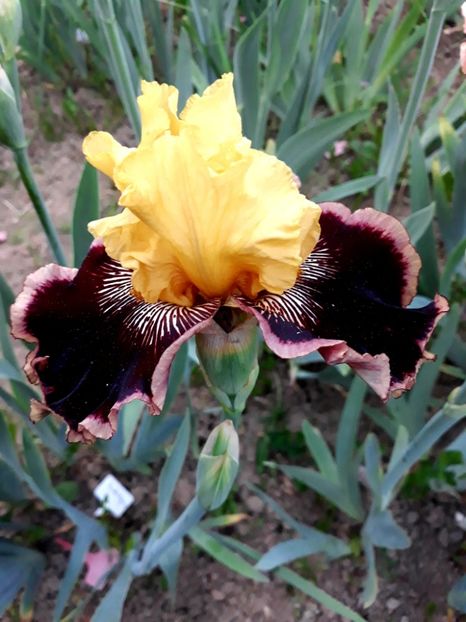 INDULGENCE - 0-IRISI 2020 II