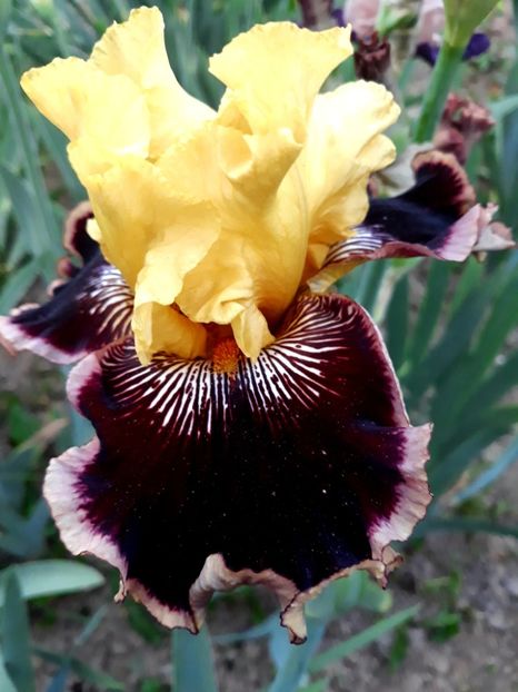 INDULGENCE - 0-IRISI 2020 II