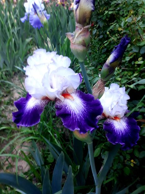 IMPRESIONS  DE JOURNEY - 0-IRISI 2020 II