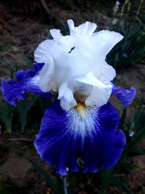 MILES AHEAD - 0-IRISI 2020 II