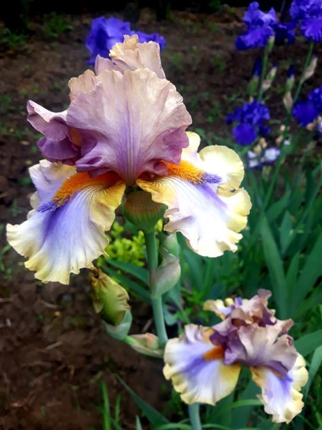 KARIBIK - 0-IRISI 2020 II