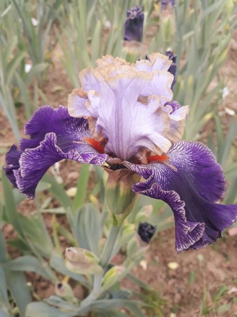 BRATISLAVAN  PRINCE - 0-IRISI 2020 II