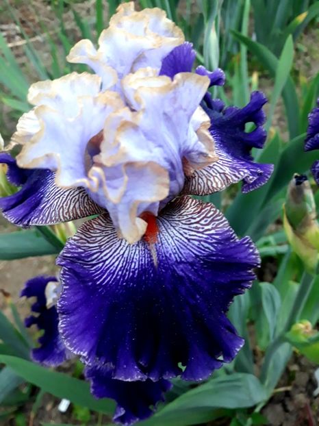 BRATISLAVAN  PRINCE - 0-IRISI 2020 II