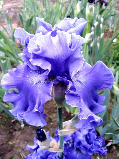 N. 1 - 0-IRISI 2020 II