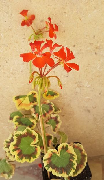 Contrast - Muscate de colectie 2020