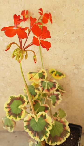 Contrast - Muscate de colectie 2020