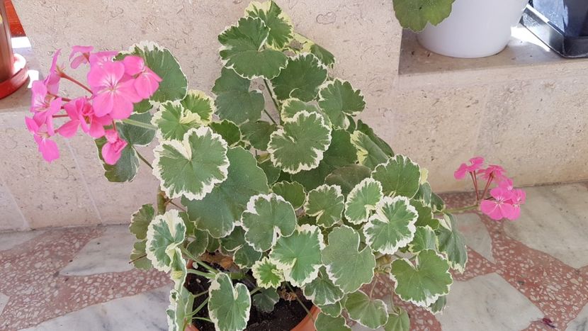 Petals - Muscate de colectie 2020