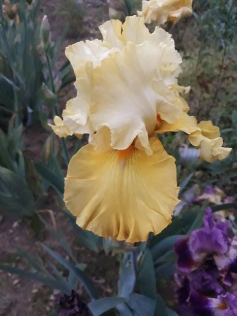 N.2 - 0-IRISI 2020 II