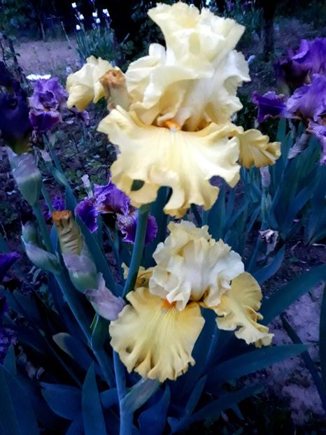 N.2 - 0-IRISI 2020 II