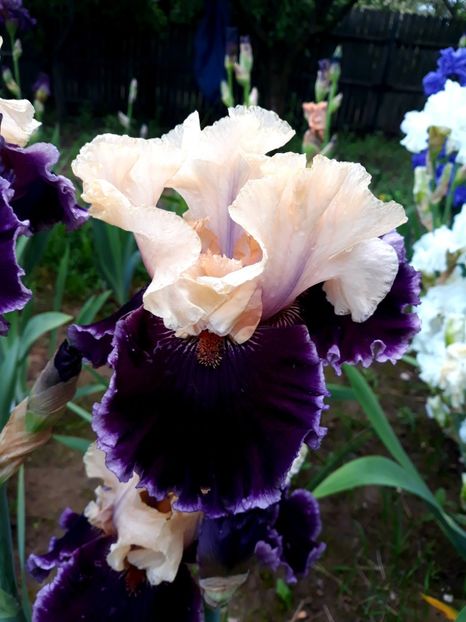 ASTROBUBLESS - 0-IRISI 2020 II