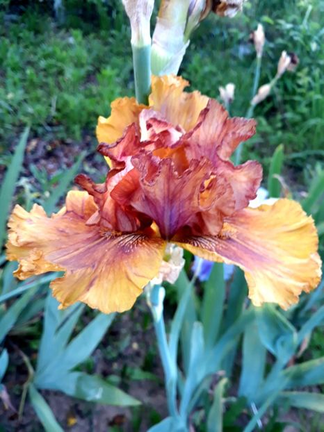 HARVEST MAIDEN - 0-IRISI 2020 II