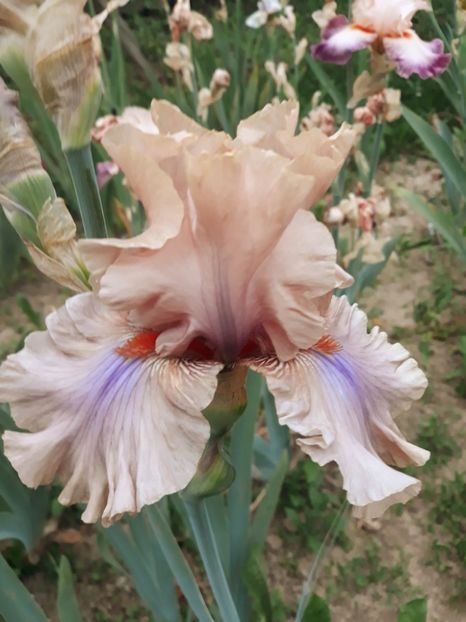 COFFEE TRADER - 0-IRISI 2020 II