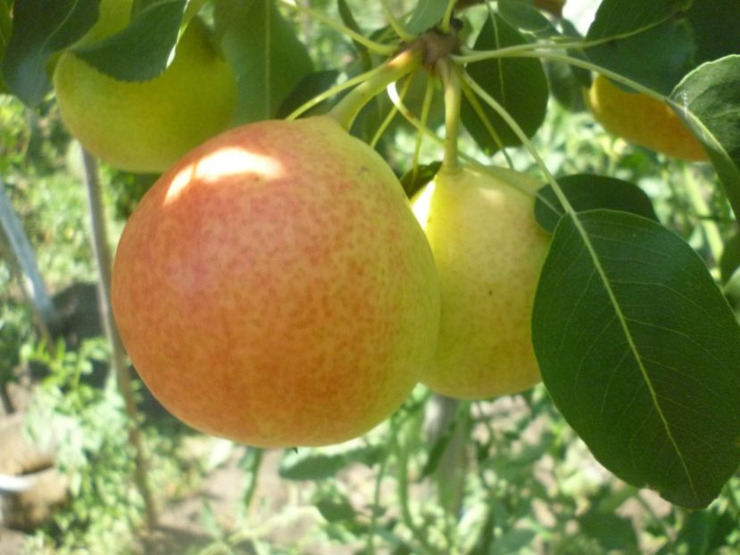 Pere  Dragaicute [ mici de vara ] - 1A Pomi fructiferi altoiti - toamna - 2023