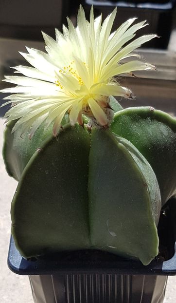 Astrophytum myriostigma nudum - Astrophytum