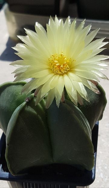 Astrophytum myriostigma nudum - Astrophytum