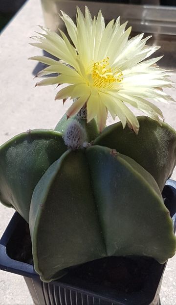 Astrophytum myriostigma nudum - Astrophytum