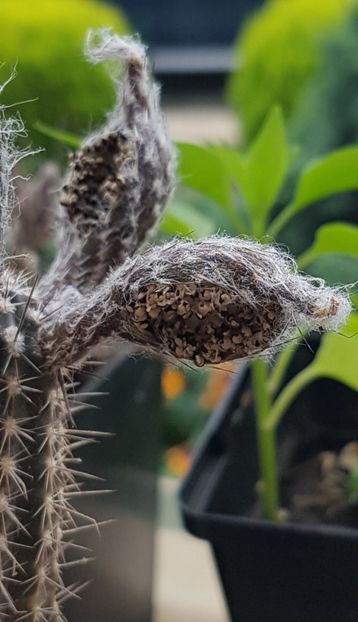 Au crapat capsulele cu seminte :) - Echinopsis