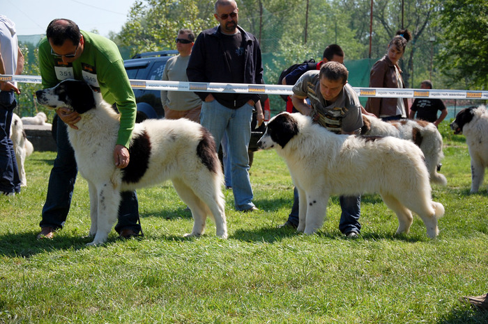  - 6-CACIB SATU MARE -25-04-2009