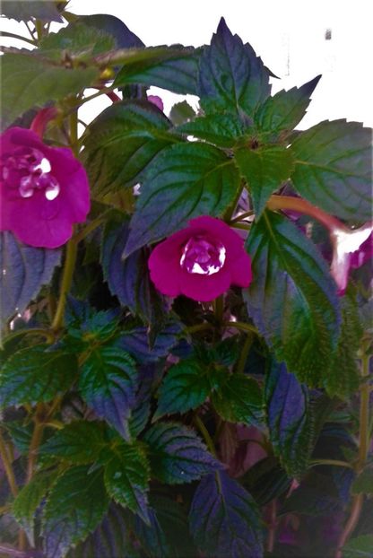  - Achimenes Nia 2020