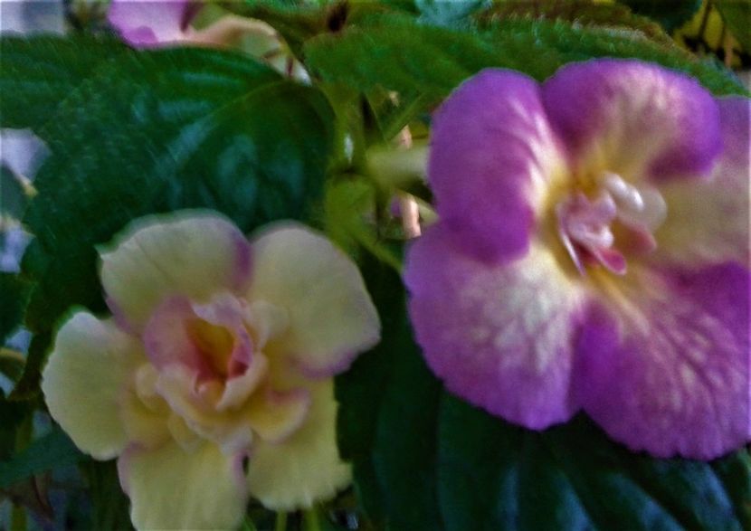  - Achimenes Nia 2020