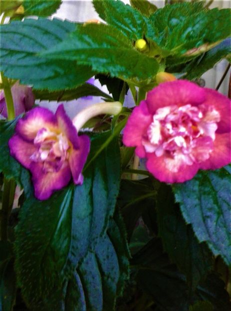  - Achimenes Nia 2020