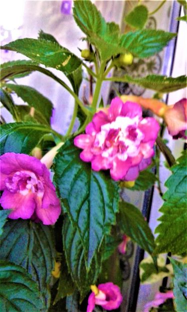  - Achimenes Nia 2020