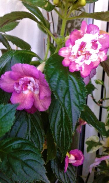  - Achimenes Nia 2020