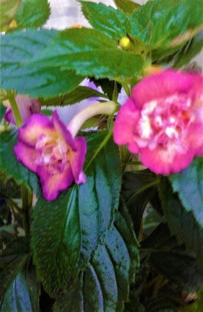  - Achimenes Nia 2020