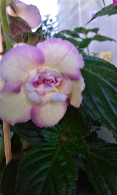  - Achimenes Nia 2020