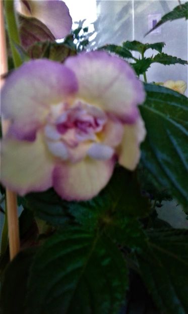  - Achimenes Nia 2020