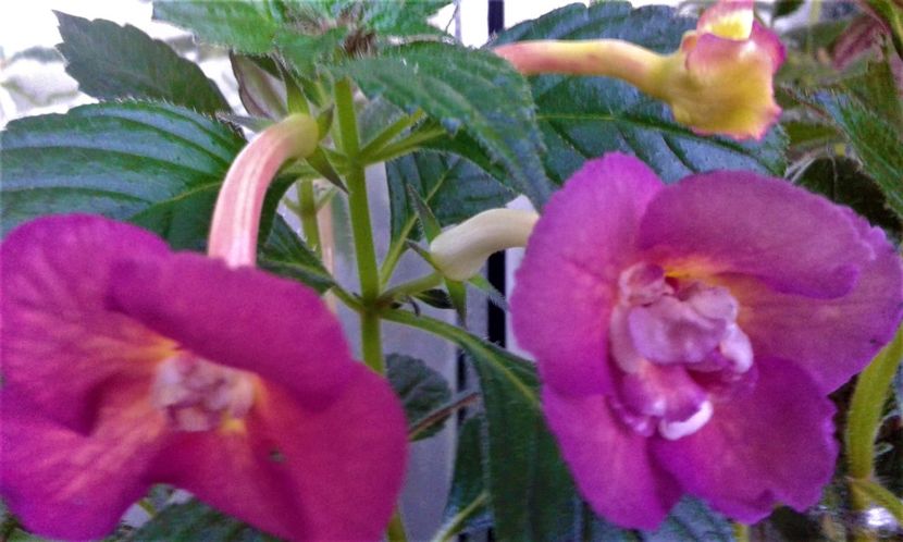  - Achimenes Nia 2020