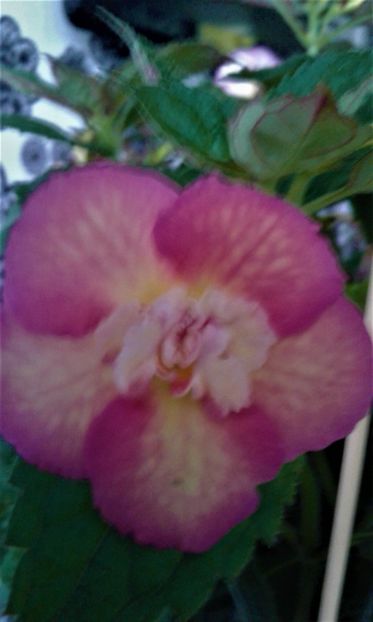  - Achimenes Nia 2020