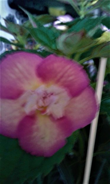  - Achimenes Nia 2020