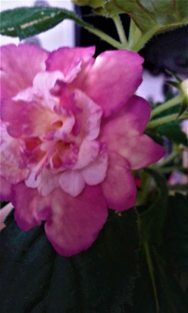  - Achimenes Nia 2020