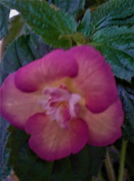  - Achimenes Nia 2020